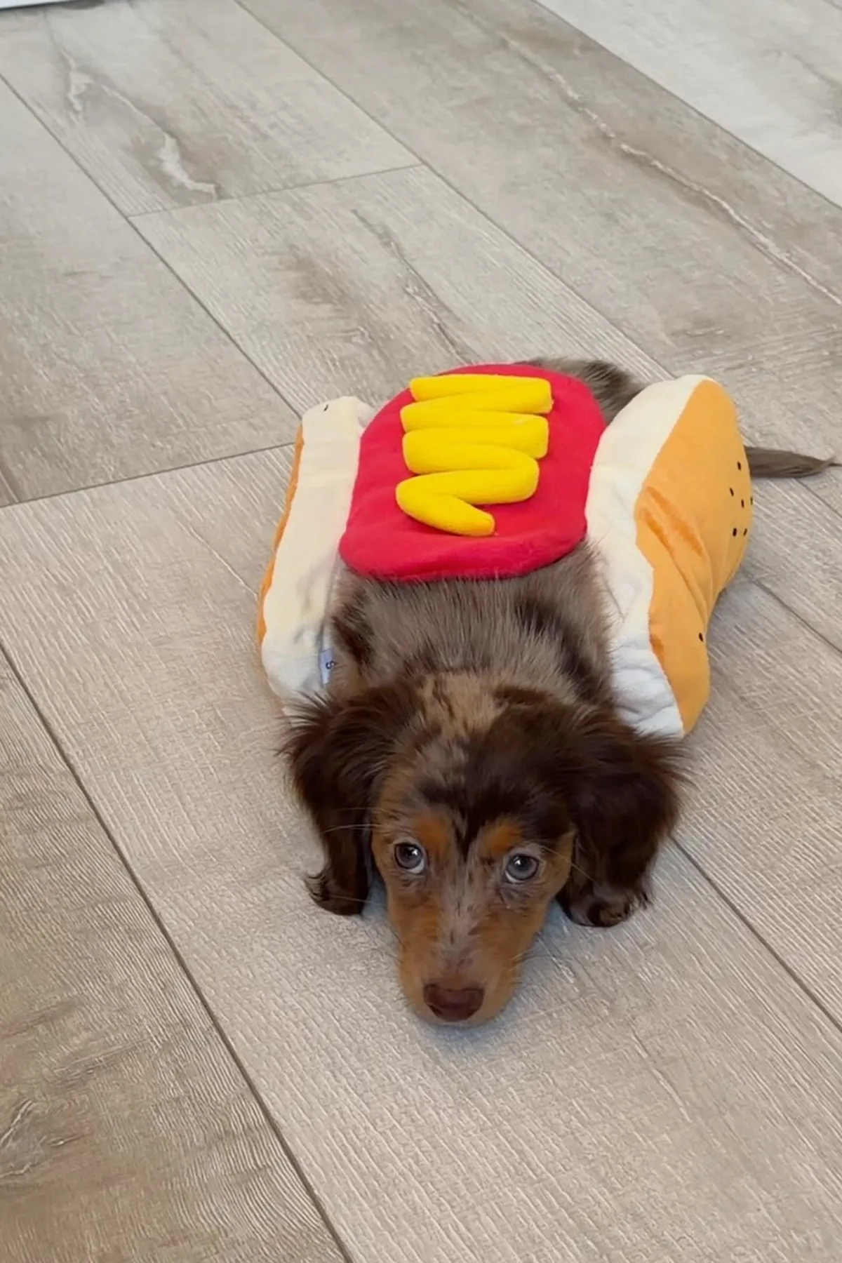 Dachshund in a plush hot dog bun costume, one of the funny dogs Halloween costumes