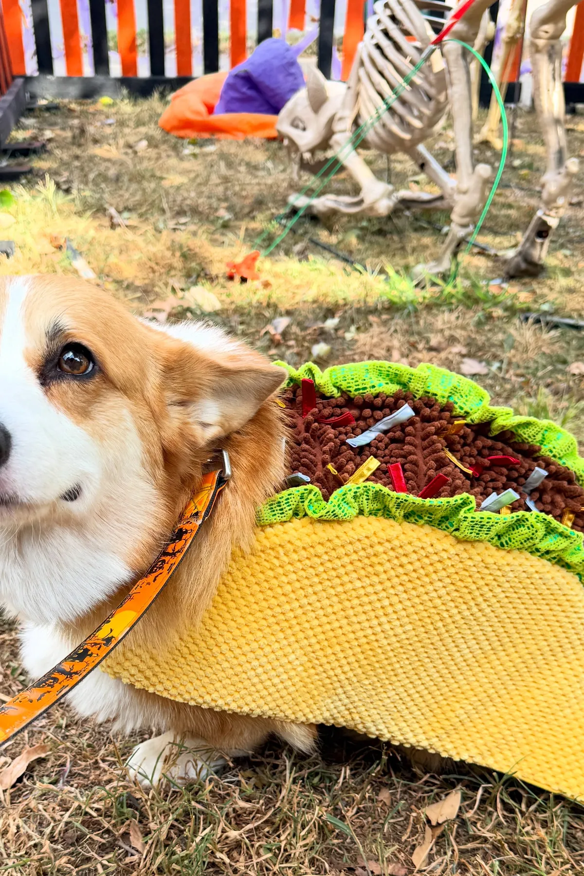 Corgi dressed in a felt taco costume for funny dogs Halloween costumes