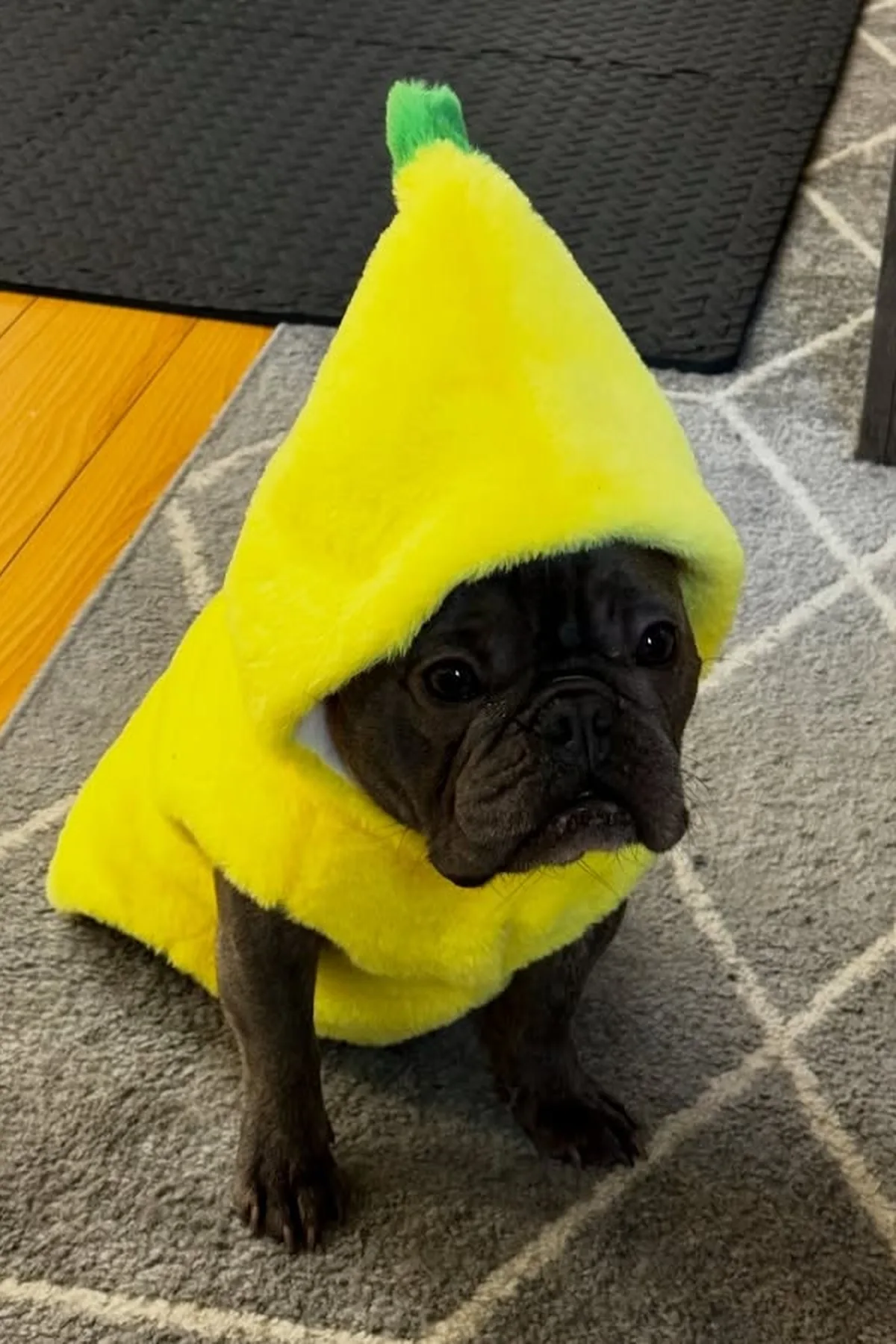French bulldog in a yellow banana peel costume on an autumn park path