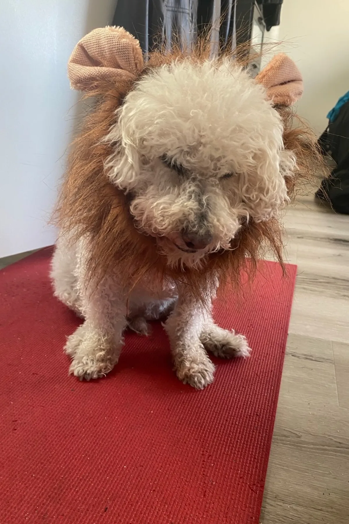 Poodle wearing a lion mane costume on an autumn porch for Halloween