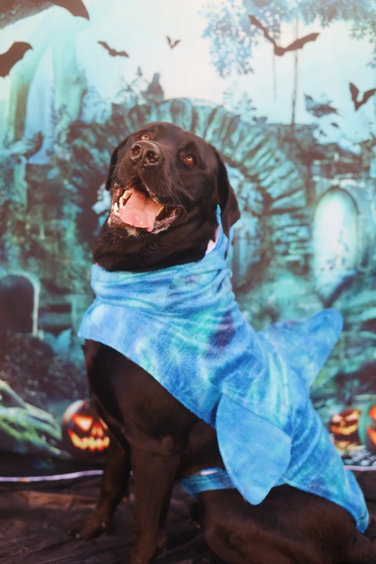 Black Labrador in a shark fin Halloween costume walking by a lake