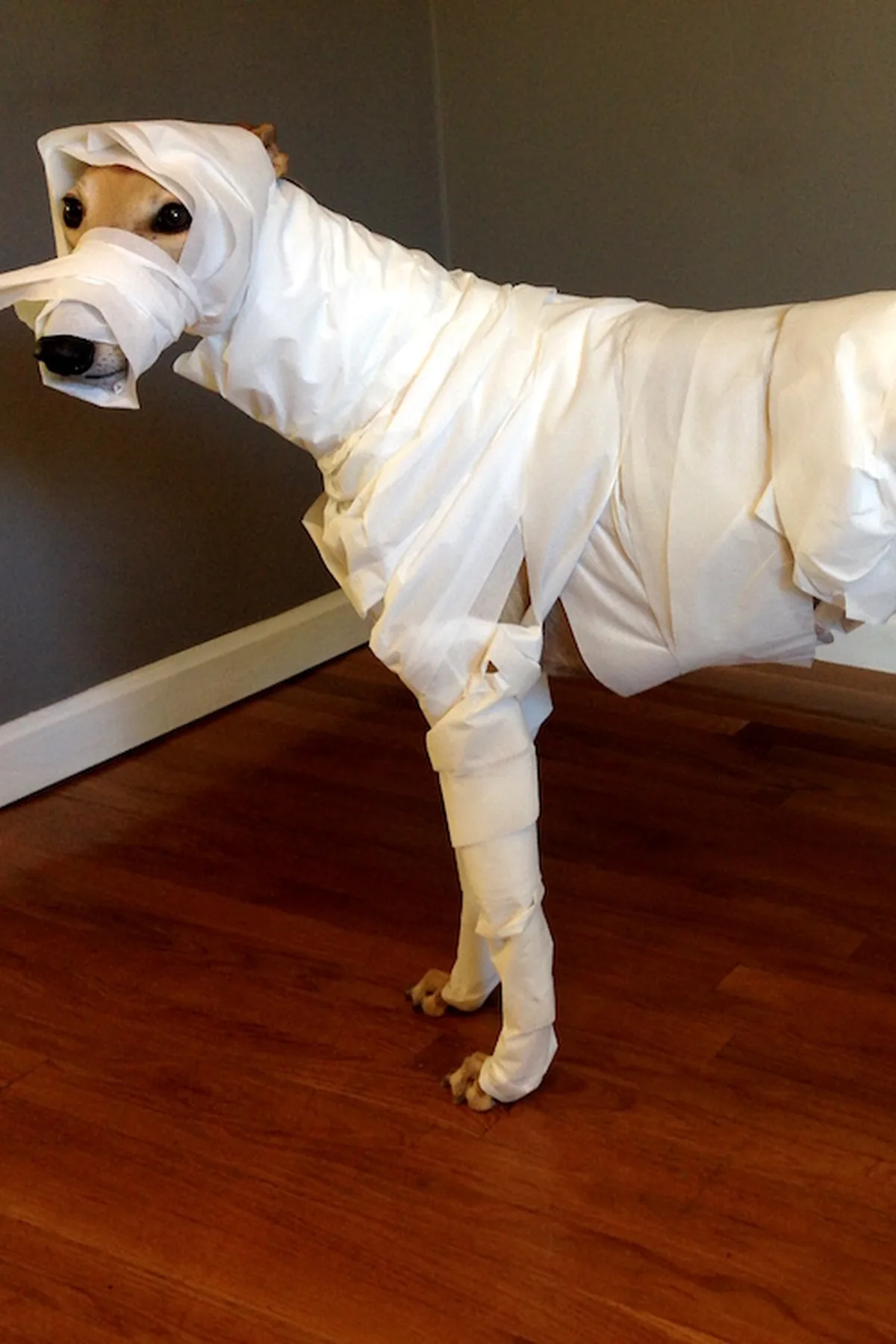 Greyhound wrapped in cream gauze mummy costume on a stone wall at dusk