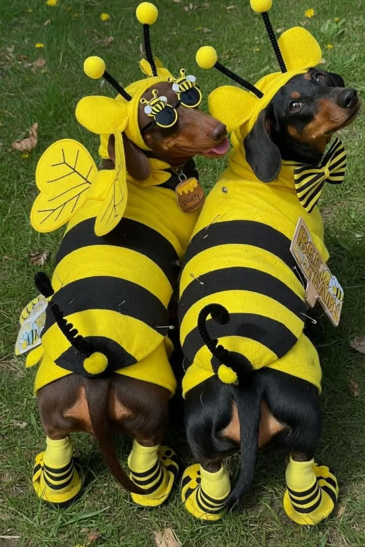 Dachshund in a striped bumblebee costume with wings walking on a garden path