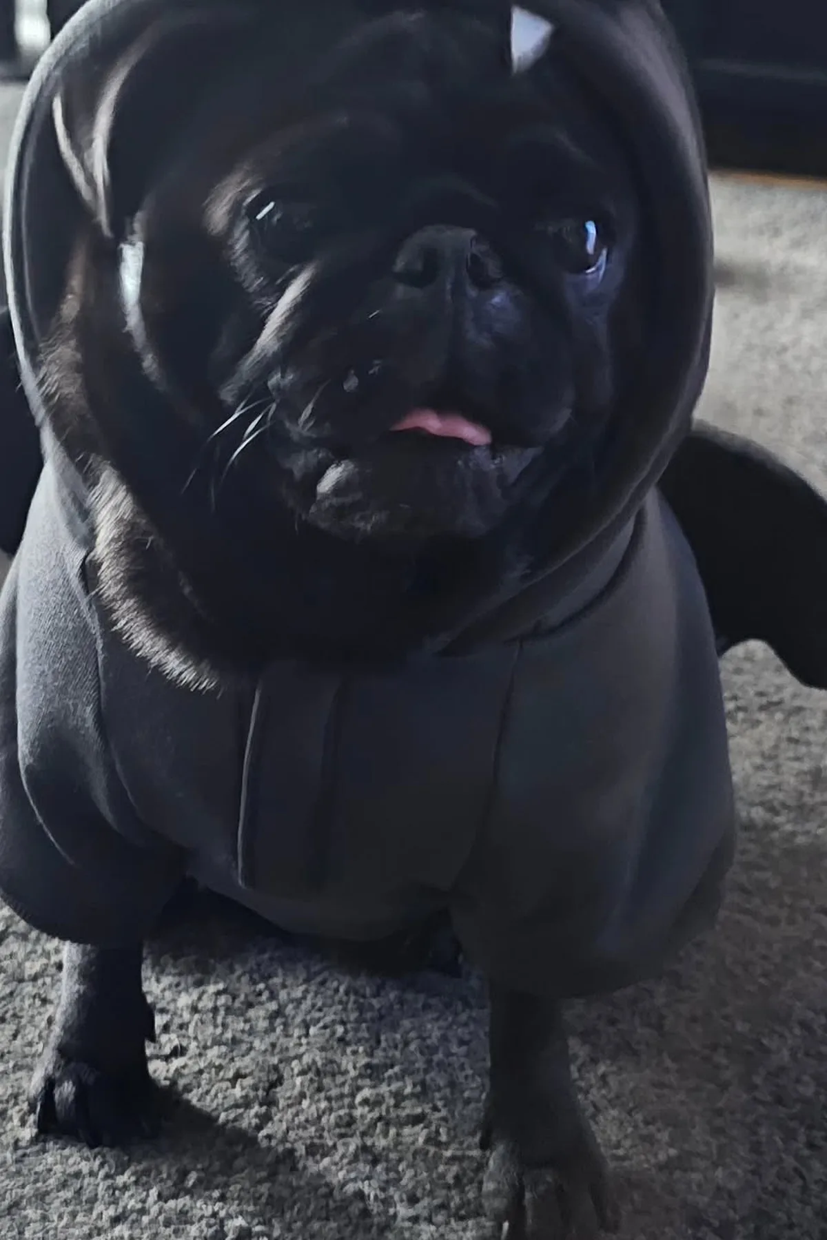 Pug in black bat wings harness costume on a mossy step at dusk